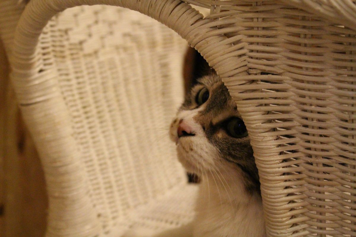 Gato asomado desde su canasto