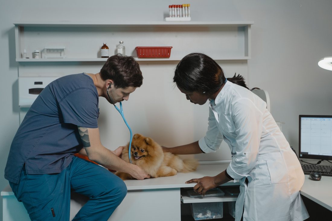 Atención veterinaria a un perro pequeño sobre la mesa de consulta.