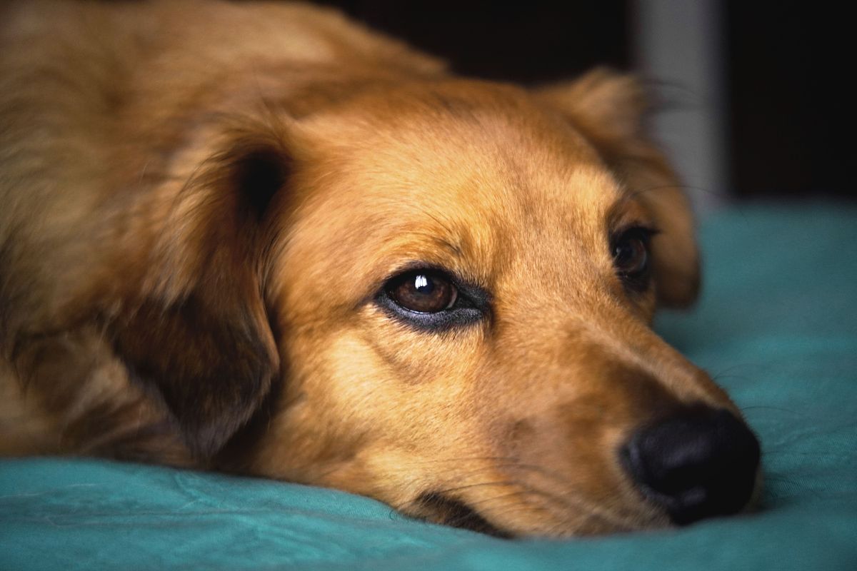 Perro echado sobre una manta, descansando con los ojos abiertos.