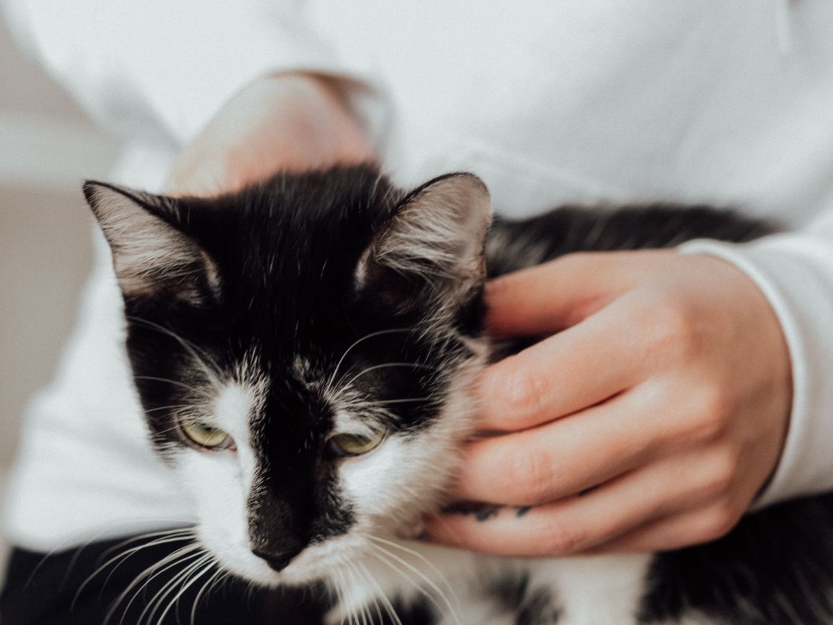 Manos sosteniendo a un gato blanco y negro.