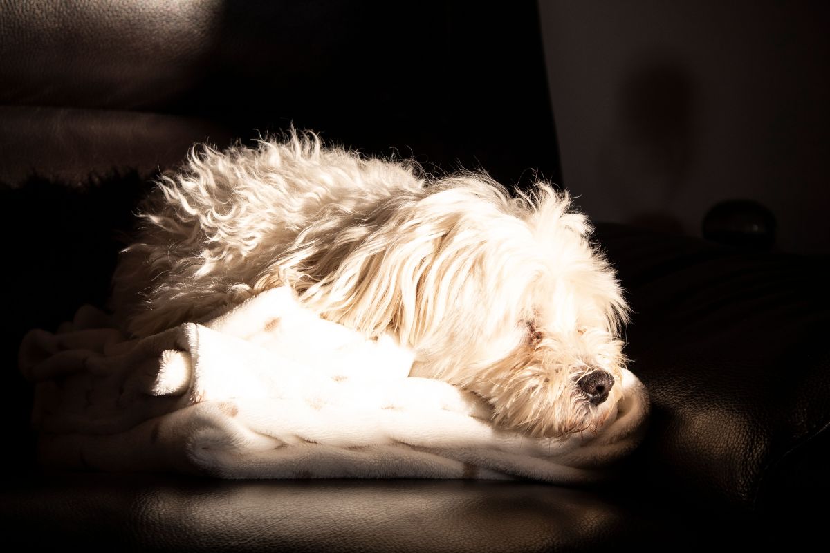 Perro blanco durmiendo bajo una luz baja.