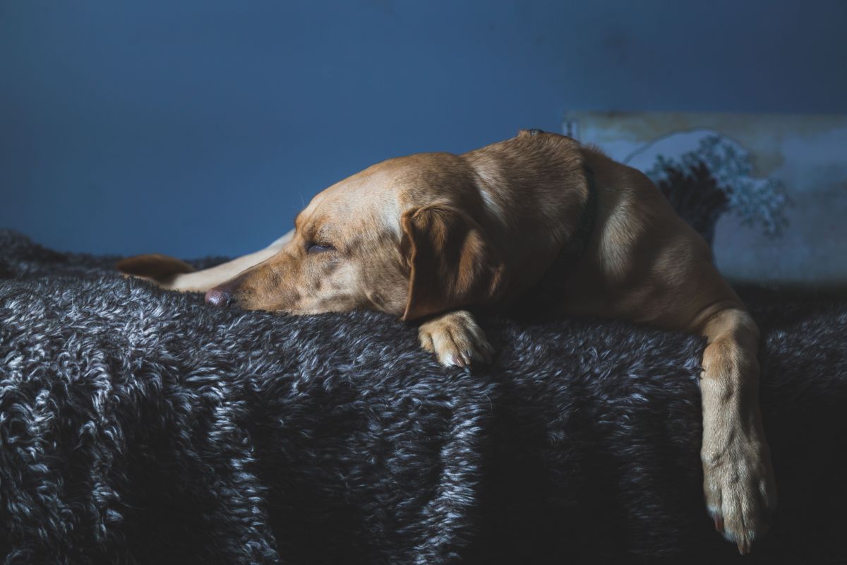 Perro dormido sobre una manta gruesa, con luz azulada.