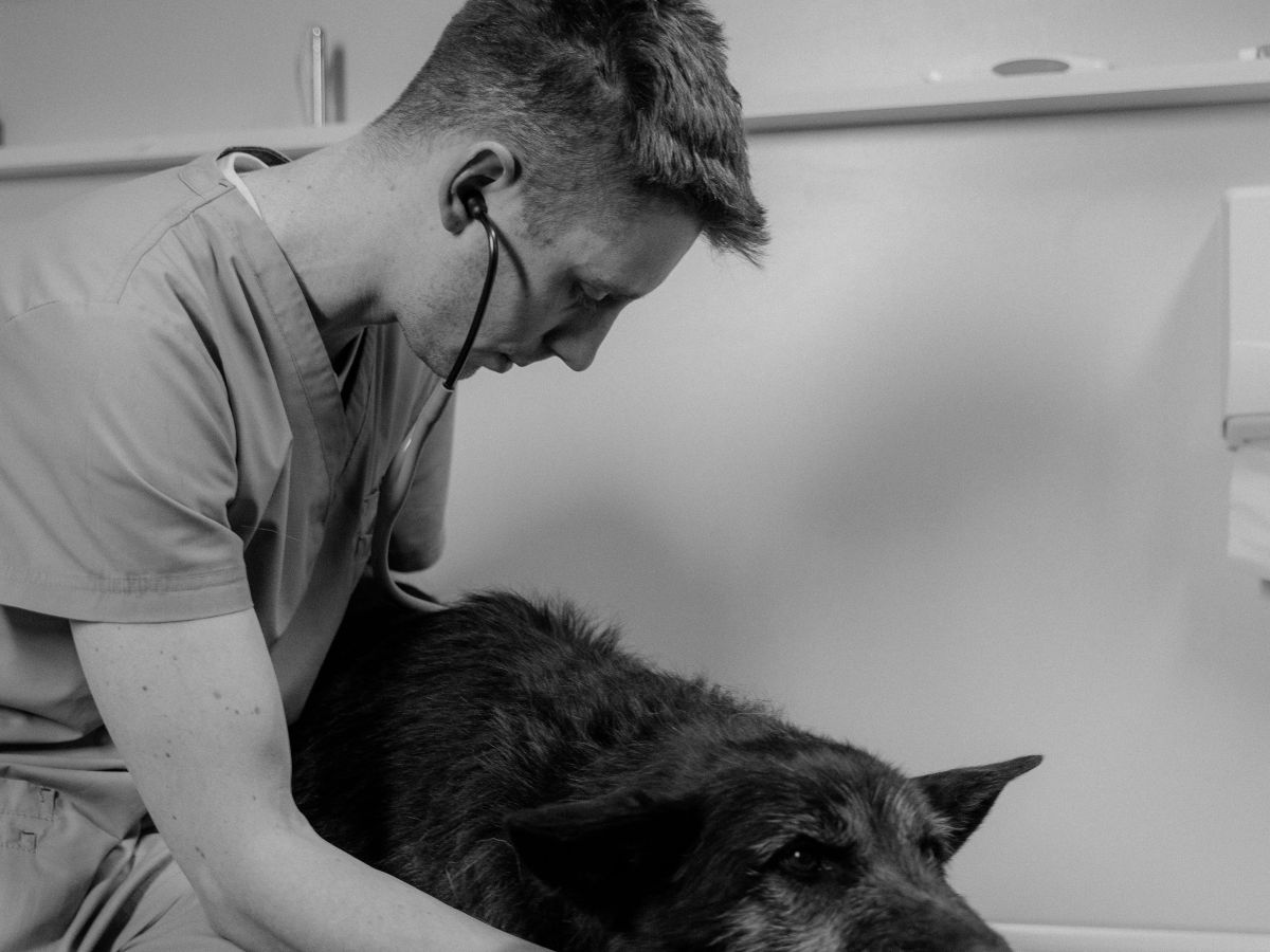 Veterinario inclinado sobre un perro grande echado en la camilla.