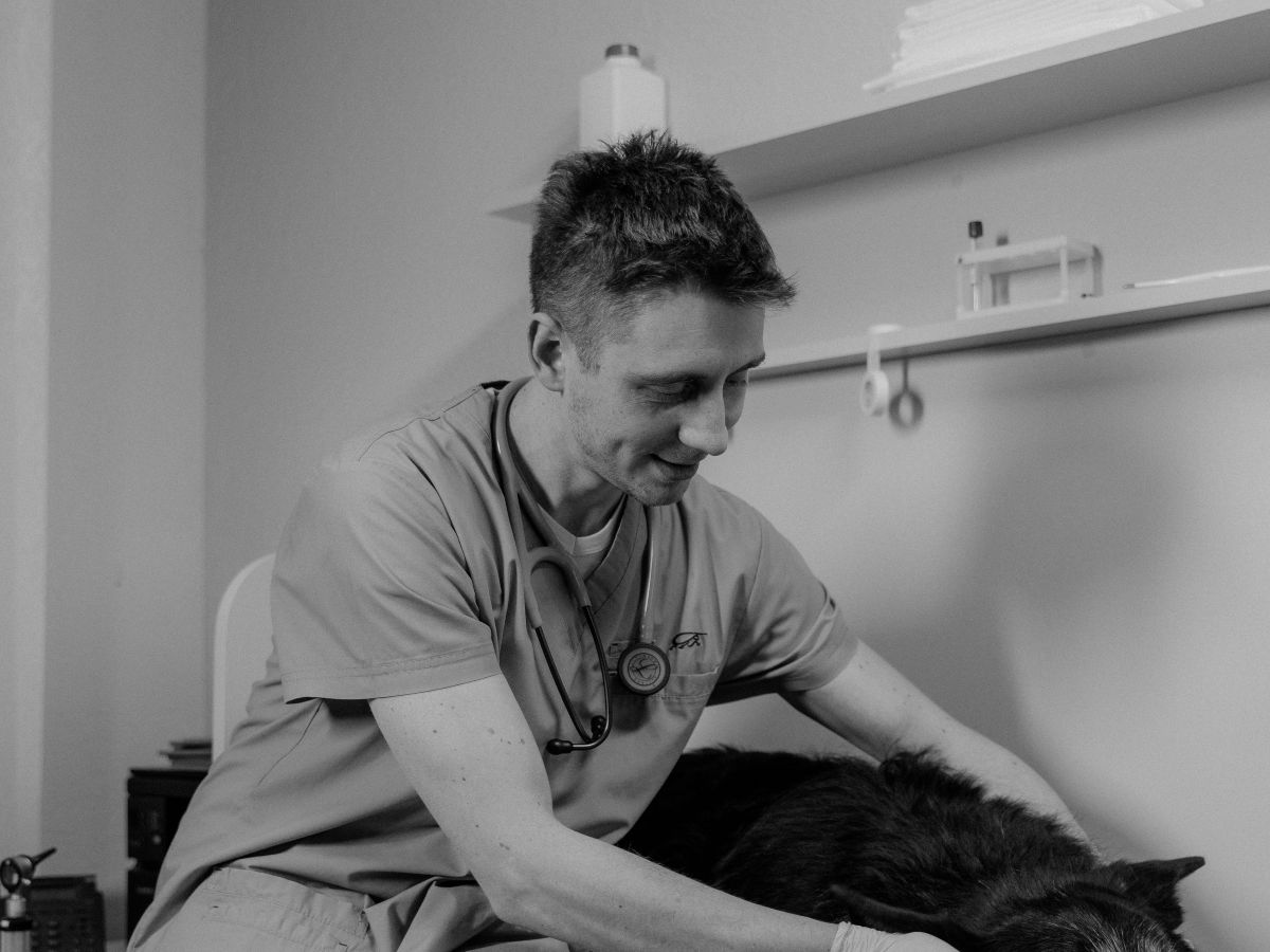 Veterinario acomodando a un perro sobre la mesa de atención.
