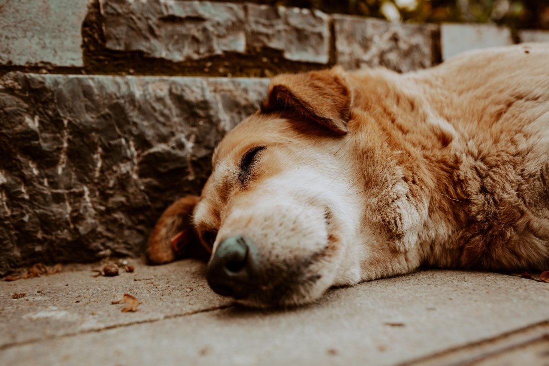 Perro descansando echado, en reposo.