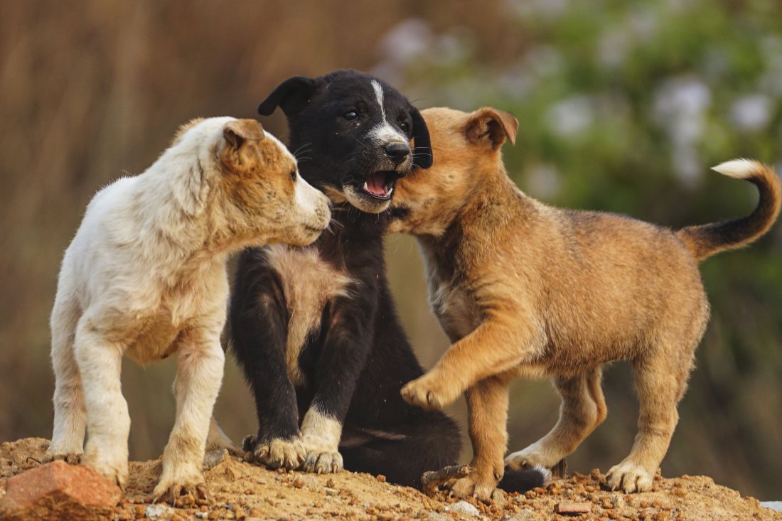 Tres cachorros jugando juntos.