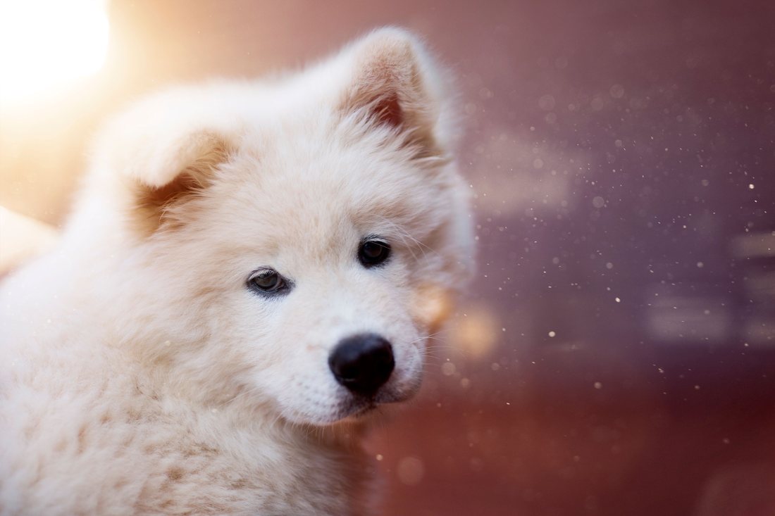 Cachorro de pelaje claro, retrato a contraluz.