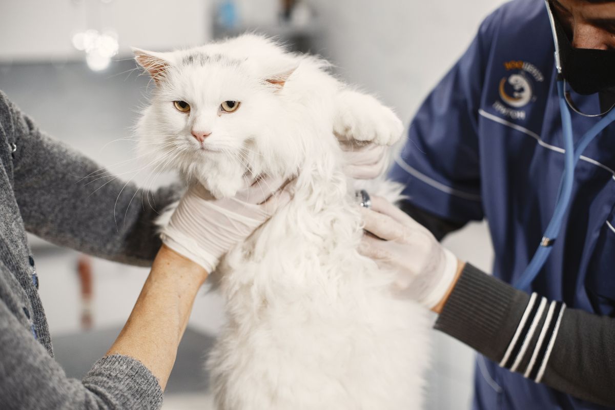Un gato blanco de pelo largo sostenido con las dos manos durante una revisión.