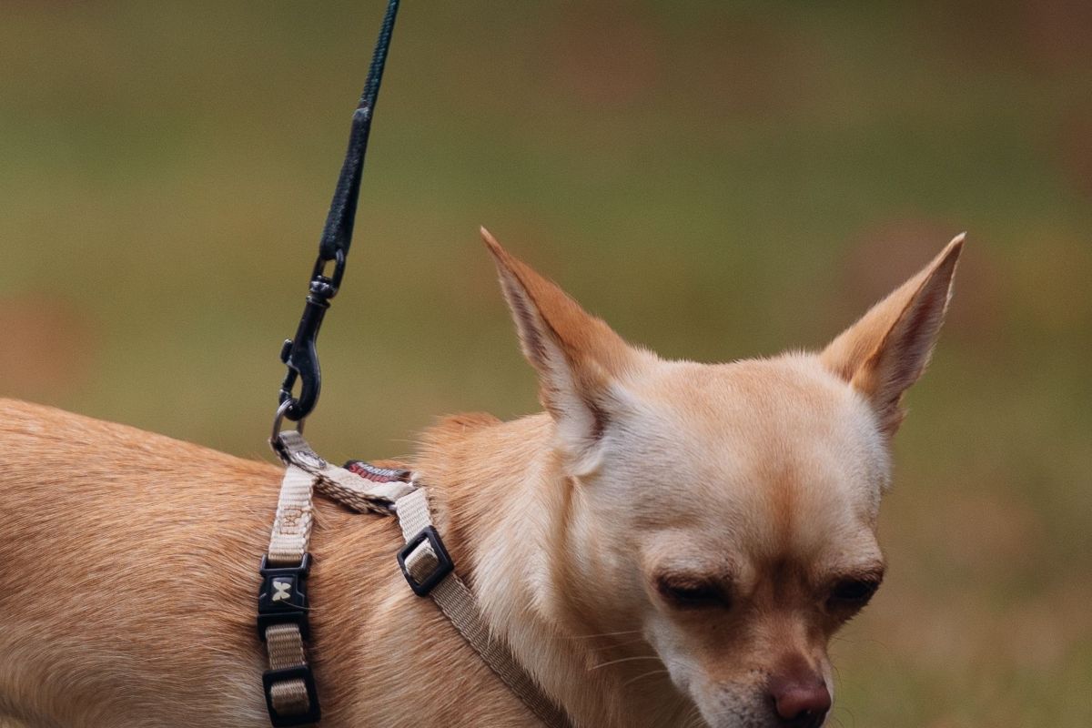 Un perro chico con arnés y correa, de paseo.