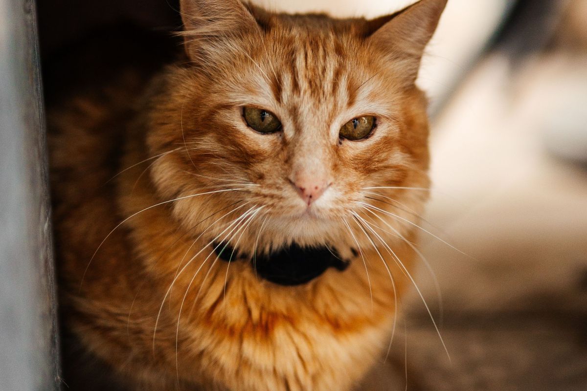 Un gato naranja con collar, echado y tranquilo.