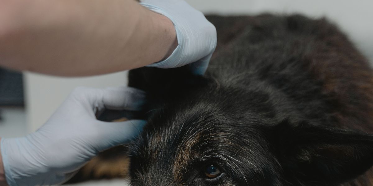 Una mano con guante apoyada sobre la cabeza de un perro grande.