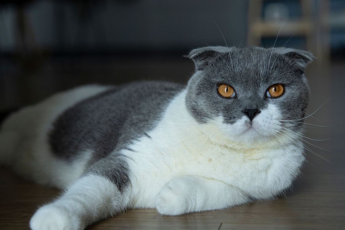 Gato de pelo corto echado sobre el piso de madera.