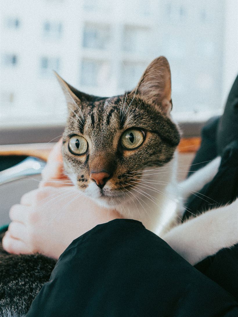 Gato atigrado sostenido en brazos junto a una ventana.