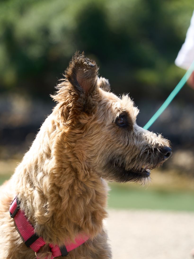 Perro de pelo duro con arnés, de paseo.