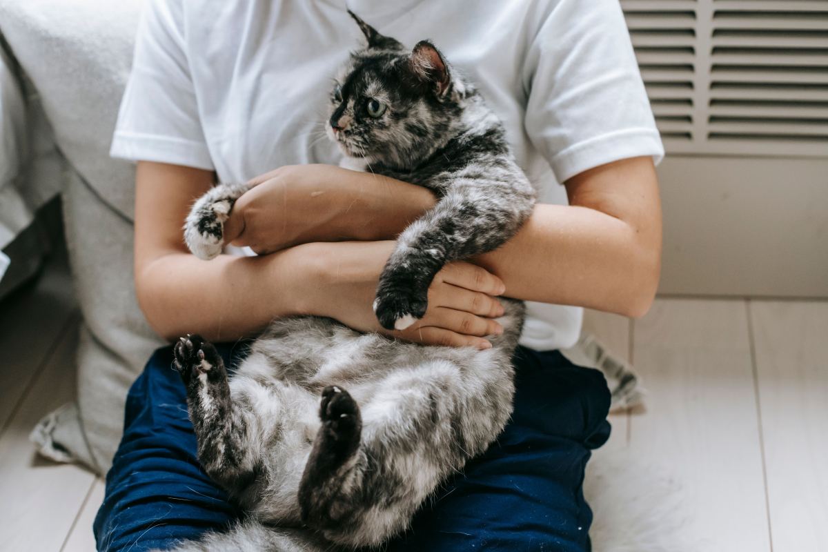 Persona sosteniendo a su gato en brazos, boca arriba.