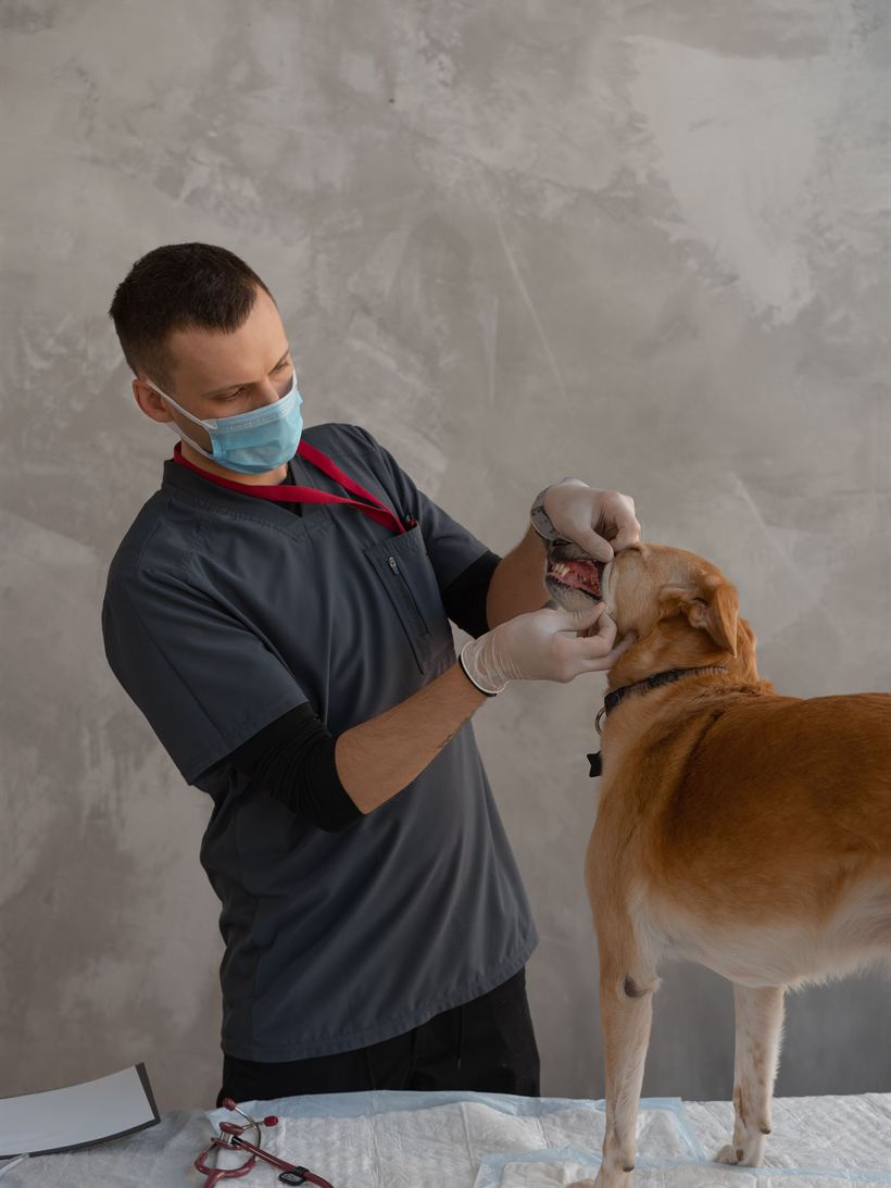 Veterinario revisando la boca de un perro sobre la mesa.