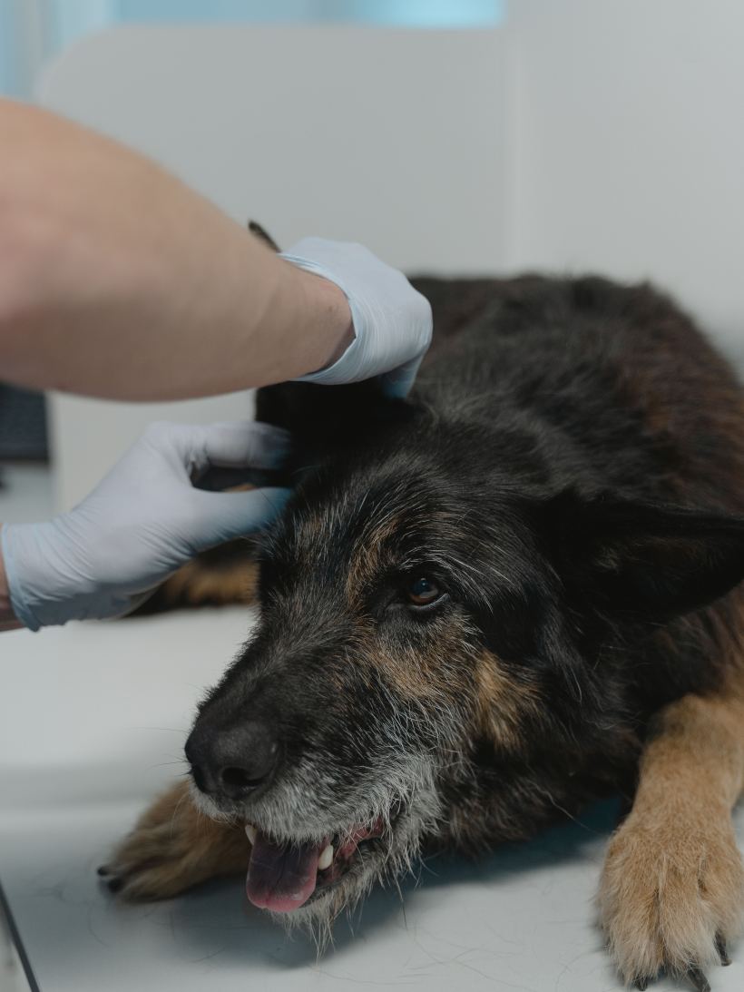 Manos con guantes revisando la oreja de un perro echado.