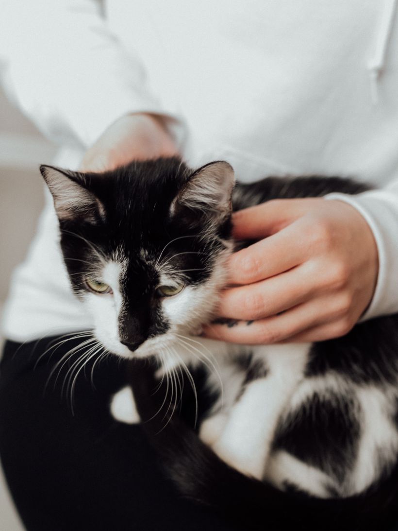 Gato blanco y negro en brazos de su dueña.