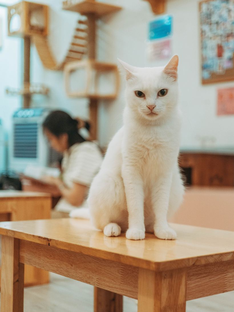 Gato blanco sentado sobre una mesa de madera.