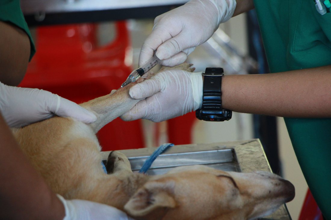 Vía puesta en la pata de un perro durante la atención.