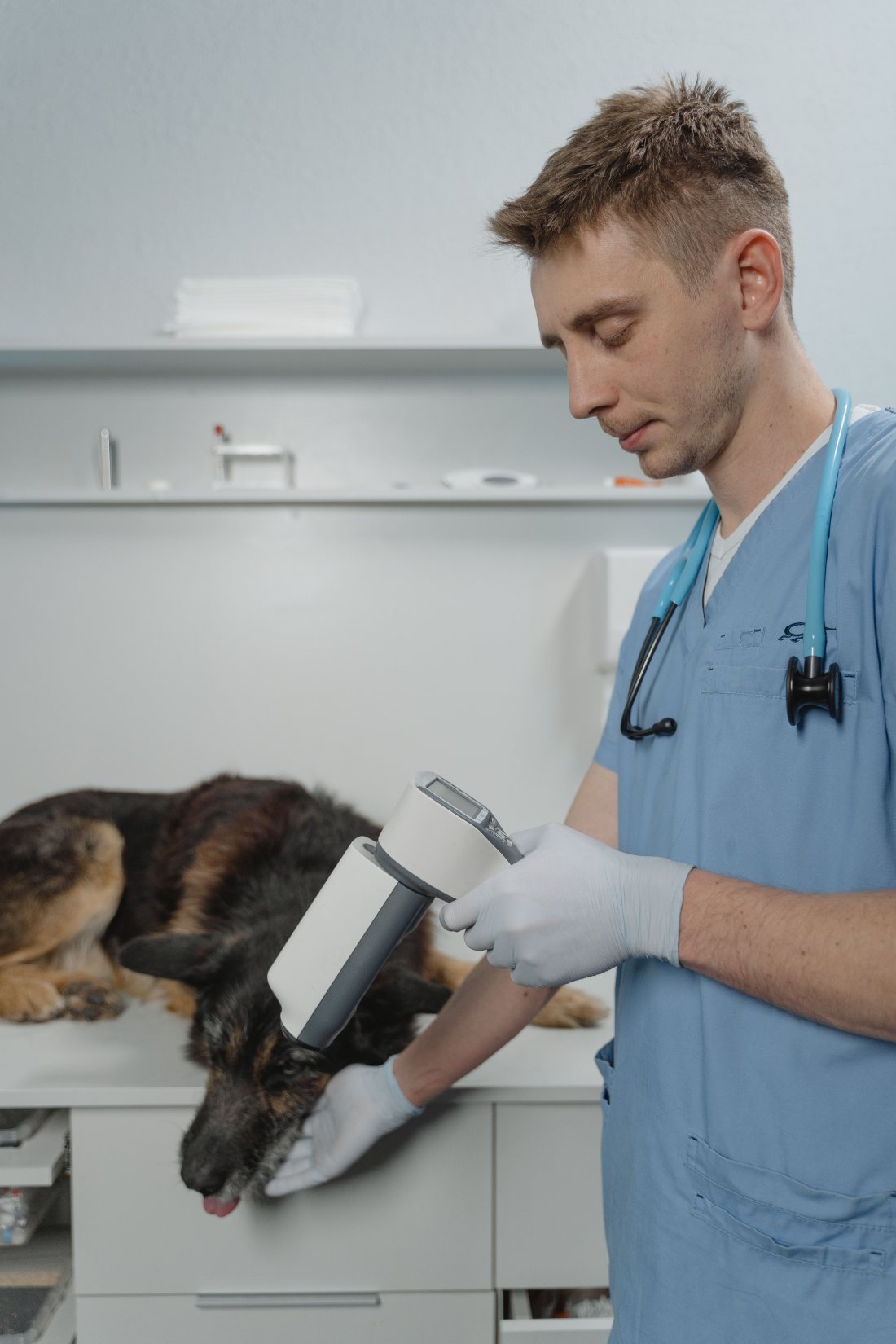 Veterinario revisando a un perro con equipo de diagnóstico.